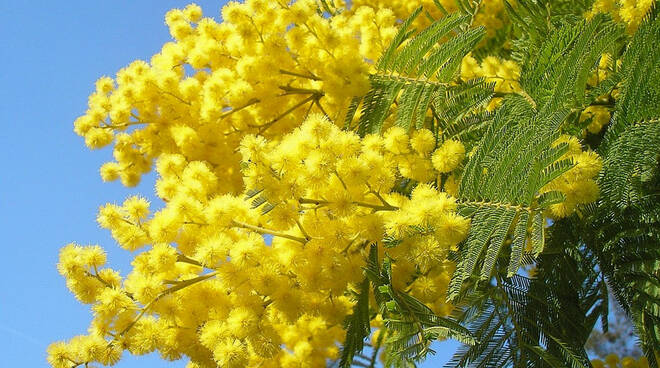 mimose.jpg