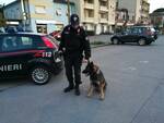 cane antidroga nucleo carabinieri san rossore pisa