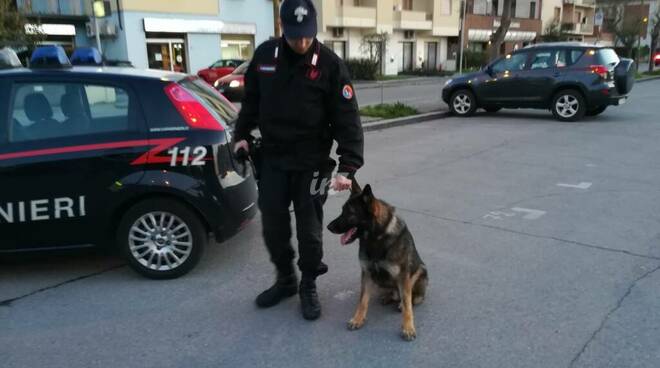 cane antidroga nucleo carabinieri san rossore pisa