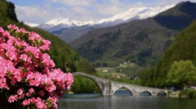 Azalea Borgo a Mozzano 