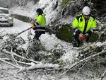 Emergenza neve alberi caduti in strada