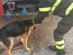 cane salvato dai vigili del fuoco a Miemo Cascina