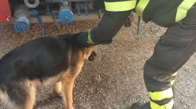 cane salvato dai vigili del fuoco a Miemo Cascina