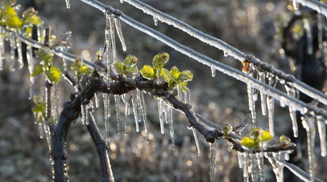 gelate, agricoltura, freddo