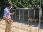 Accolti a Prato 10 del 71 cani del canile sequestrato a Molazzana