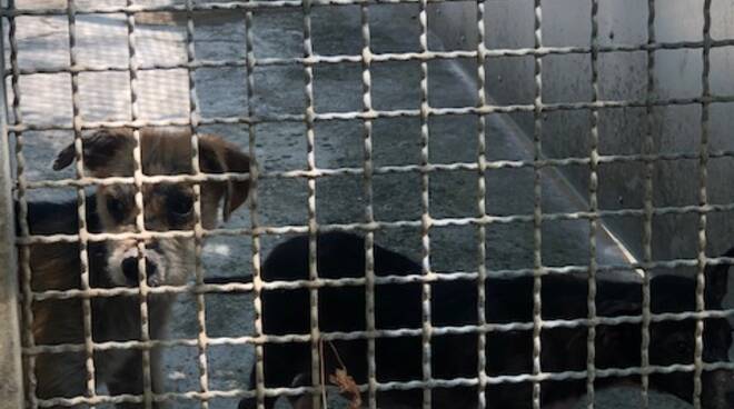 Accolti a Prato 10 del 71 cani del canile sequestrato a Molazzana