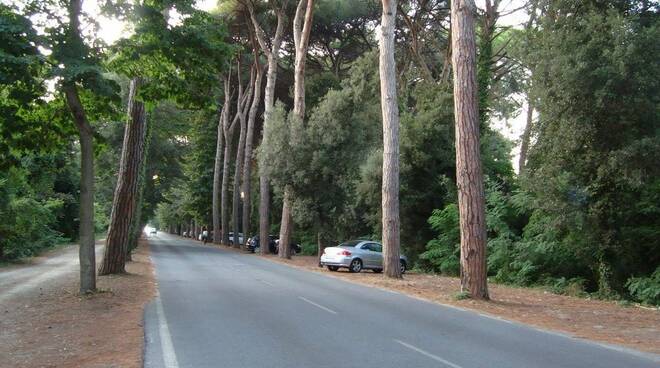 Viale dei Tigli