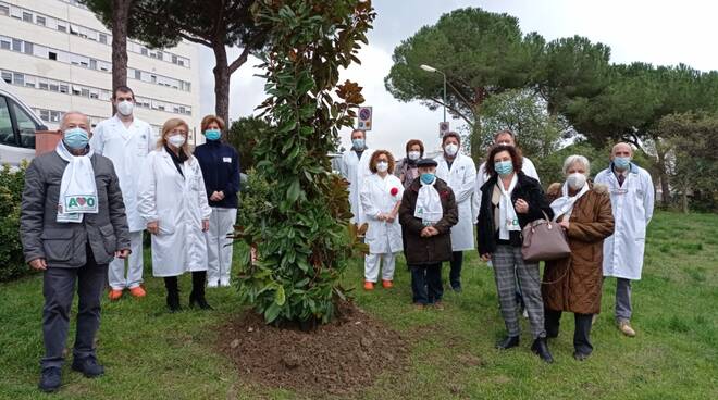 magnolia avo ospedale grosseto