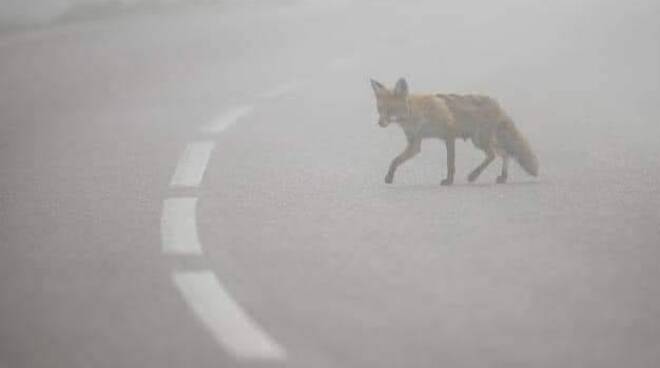 animali selvatici in fuga da incendi 