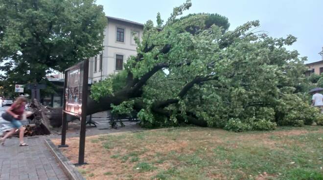 Alberi caduti a Massarosa: viabilità interrotta