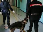 cani antidroga a scuola