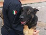 cani antidroga a scuola