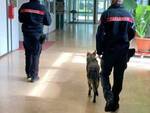 cani antidroga a scuola