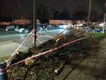 incidente e albero caduto viale Giusti Lucca caos traffico