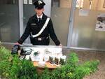 piantagione cannabis lammari carabinieri