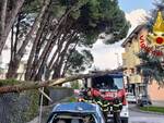 albero caduto, vigili del fuoco, castelfranco