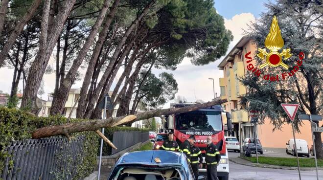 albero caduto, vigili del fuoco, castelfranco