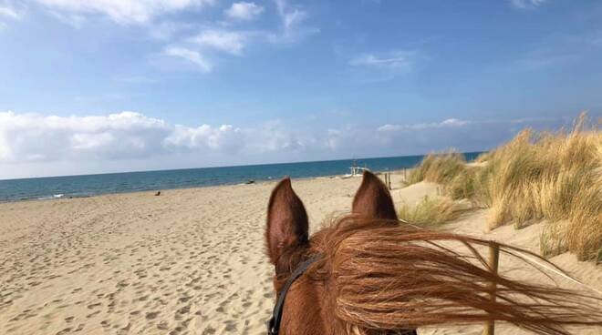 cavallo spiaggia