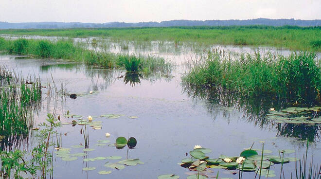 padule di Fucecchio