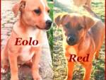 Eolo e Red