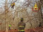 vigili del fuoco bosco pegaso