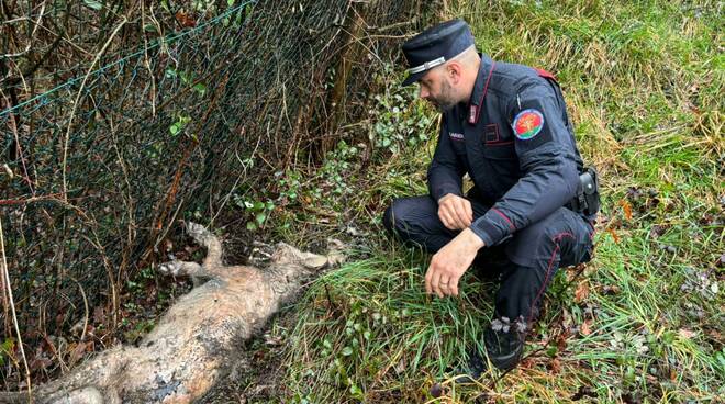 lupo ucciso