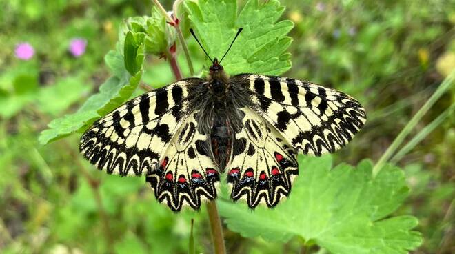 Nel parco fluviale del Mugnone una farfalla scomparsa da decenni