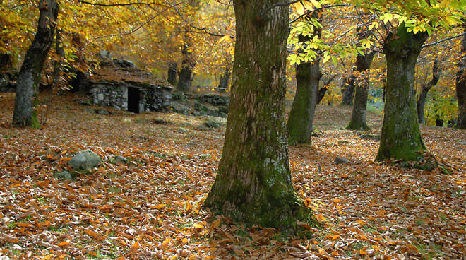 foreste e praterie dell'appennino