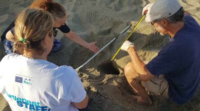 Caretta Caretta Forte dei Marmi tartaruga nido