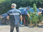 piantagione marijuana, droga, carabinieri, pontedera