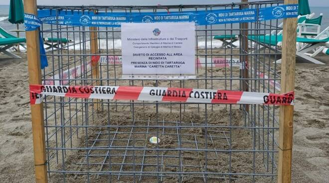 Sulla spiaggia di Poveromo un nido di tartarughe marine