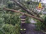 albero, maltempo, vigili del fuoco