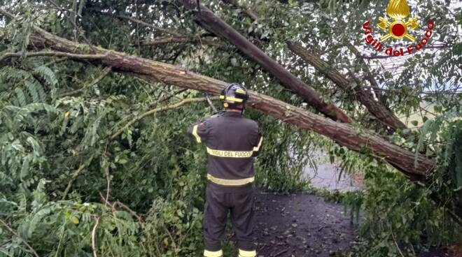 albero, maltempo, vigili del fuoco