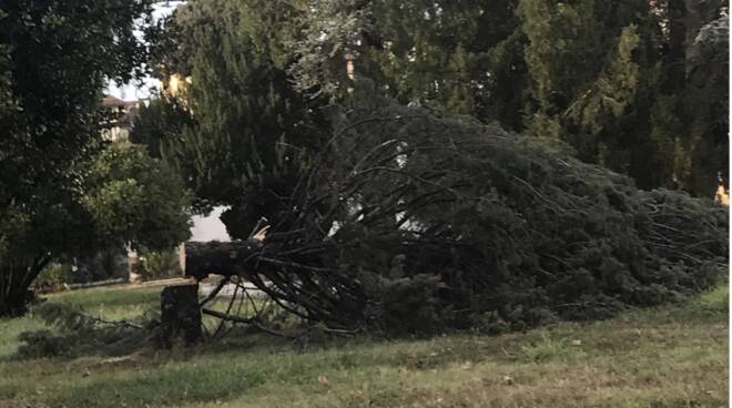 albero tagliato villa bottini