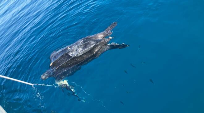 tartaruga liuto morta mare Versilia Wwf