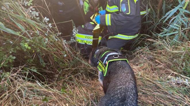 vigili del fuoco cane 