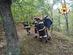 vigili del fuoco, cane, sillano